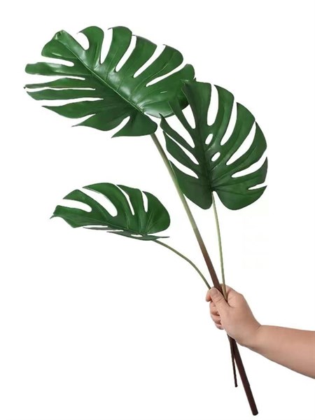 C.Trầu bà nam mỹ S – XIN